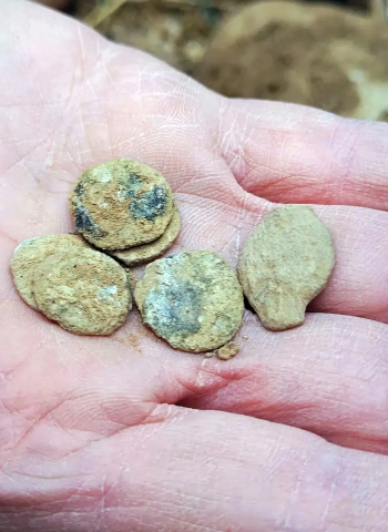 Coleção de Moedas de 2 Mil Anos é Encontrada no Vale do Jordão (onde atualmente é israel) e É Descrita Como "Milagre Arqueológico de Hanukkah"